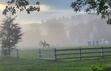 Dumbrava Stallion Depot- The Royal Stud Farm, Where History Comes to Life