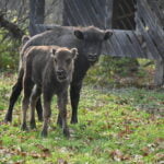 zimbri, parcul natural vanatori neamt
