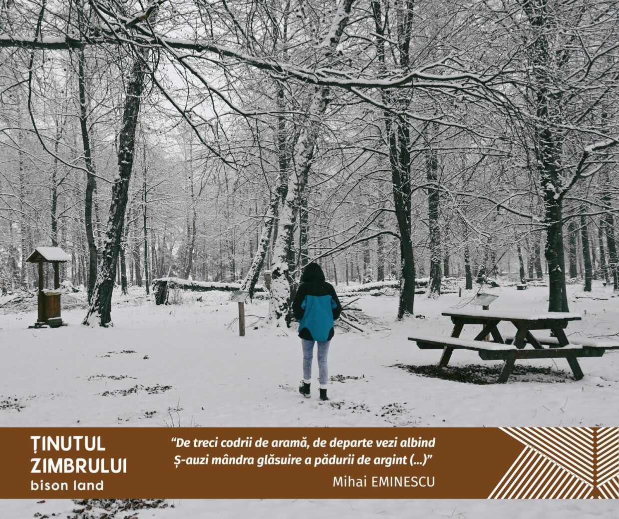 Cum poți să mergi la pas prin literatură, cultură și natură, în Ținutul Zimbrului